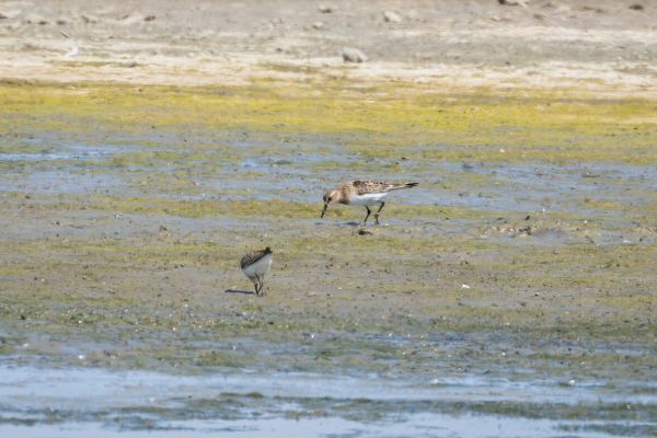Baird's Sandpiper