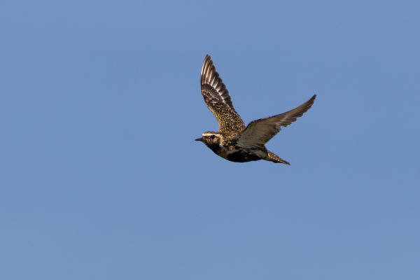 European Golden Plover