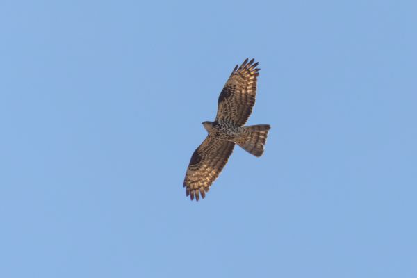 European Honey Buzzard