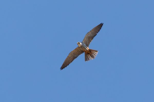 Eurasian Hobby