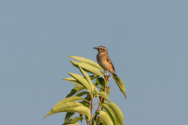 Whinchat