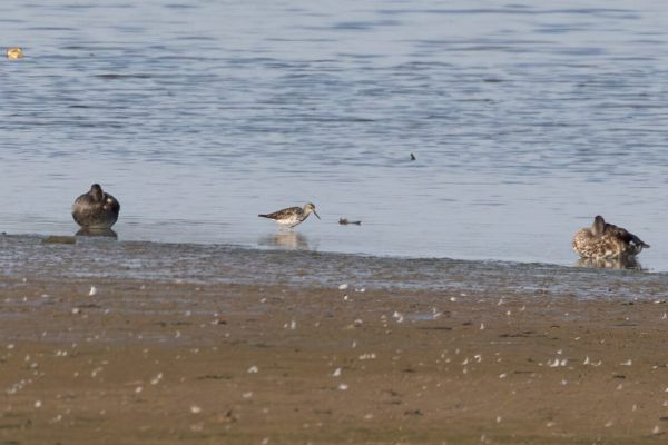 Lesser Yellowlegs
