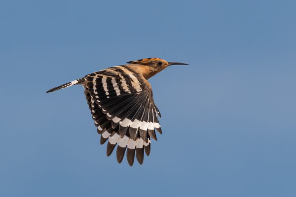 Eurasian Hoopoe