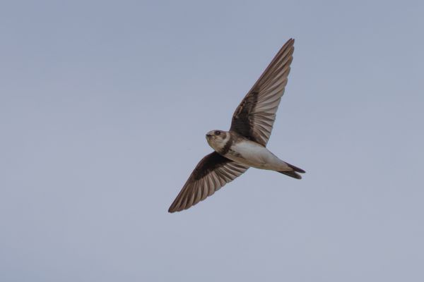 Sand Martin