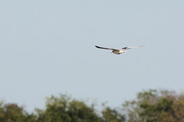 Black-winged Kite