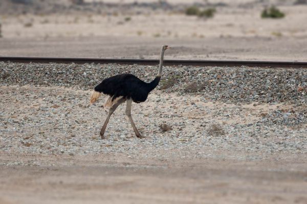 2012-02-08-common-ostrich-008A0898A8D-4256-6639-7473-EB07E988A752.jpg