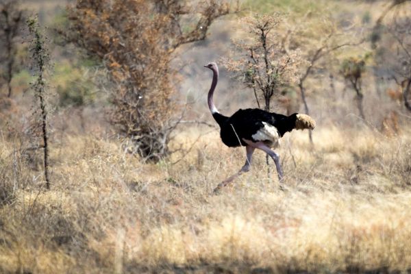 2018-02-18-common-ostrich-0001B11B4872-BA8D-E65A-30D1-BC03DFE70BC8.jpg