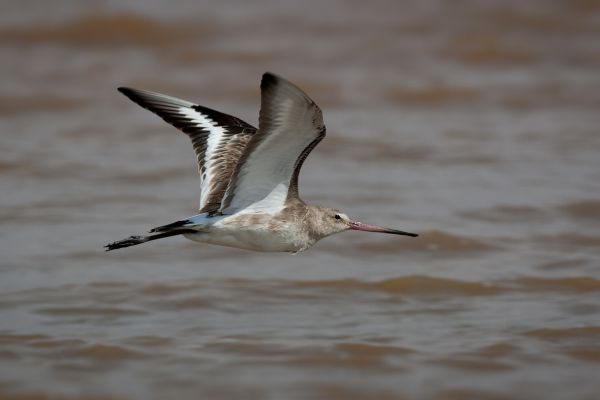 2010-01-17-black-tailed-godwit-0023E7E07CA-02AC-EAA3-5C09-F5780BE54BC3.jpg