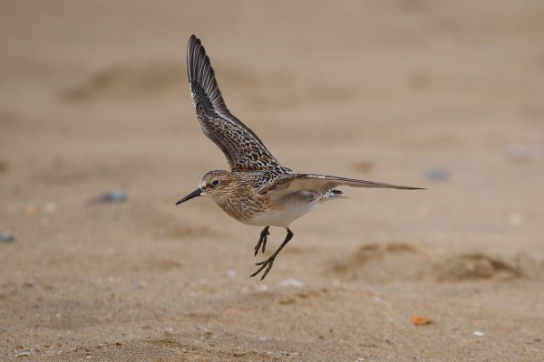 2012-08-30-bairds-strandloper-0032091E78F5-B9C4-0EB8-5F32-91DC7A873618.jpg