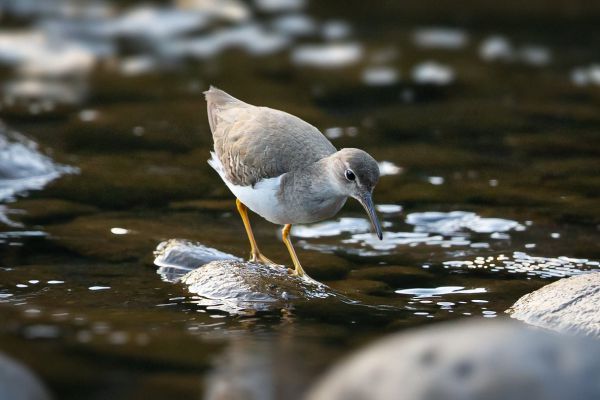 2014-02-04-spotted-sandpiper-07685BEA080-F1E4-7713-F632-1EF54C598F7F.jpg