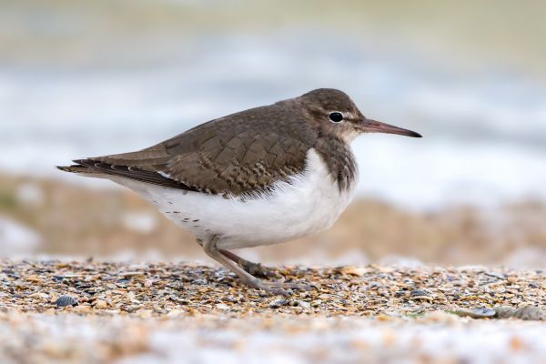 2015-02-01-spotted-sandpiper-277D2A95891-BFF5-FF08-F382-4B921F110068.jpg