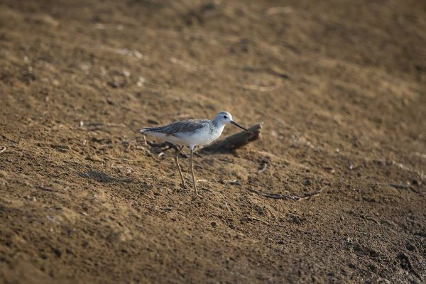 2016-02-14-marsh-sandpiper-0004C2BAFE87-ED6D-3EA2-D6BB-D66D39F2C7F8.jpg