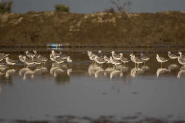 2016-02-14-nordmann-s-greenshank-00216338C5F4-57F0-5CC3-12F0-45C75BFC9D86.jpg