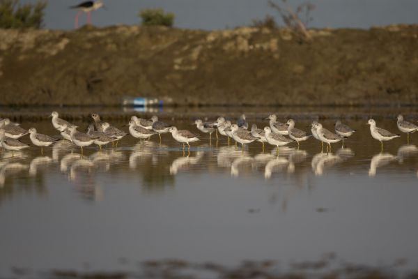2016-02-14-nordmann-s-greenshank-00294B2606DF-CB3E-78BC-F889-F23212561D8B.jpg