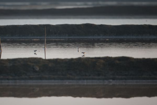 2016-02-14-spoon-billed-sandpiper-00012B458D3C-96C4-334A-4BF6-706F1F44674E.jpg