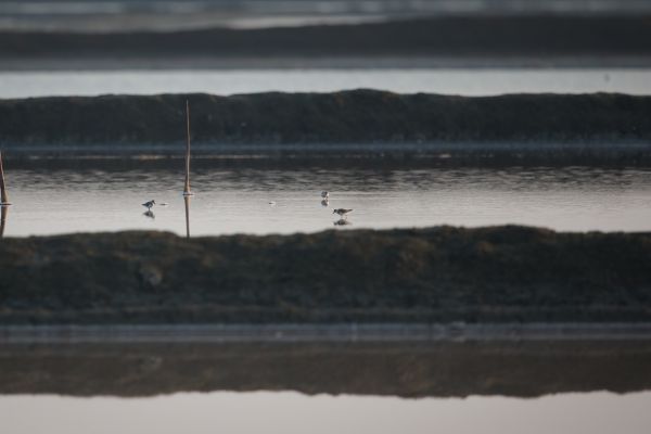 2016-02-14-spoon-billed-sandpiper-00026BEFADE1-6173-4FB8-05AF-2209871FD905.jpg