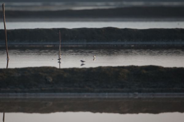 2016-02-14-spoon-billed-sandpiper-0003F6D8351B-BC02-22DC-1A17-50BFAC814D66.jpg