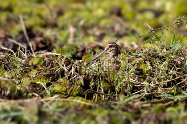 2018-02-16-african-snipe-0012-bewerktD61501D8-950A-60E6-4B4B-55E54BEBADF9.jpg