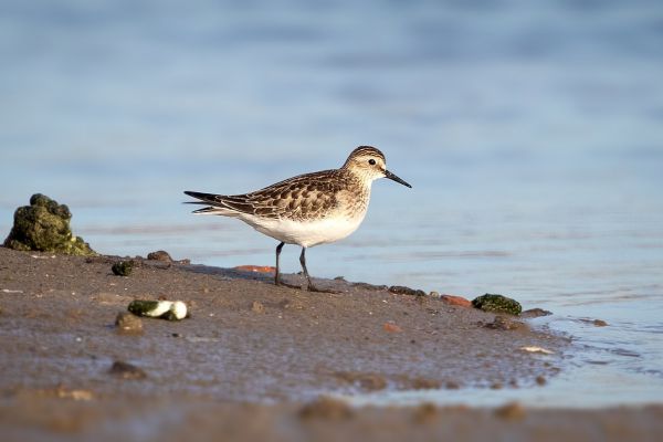 2018-11-03-bairds-strandloper-0090F9789817-CC59-BC2B-D76C-4E0B5A5F20C0.jpg