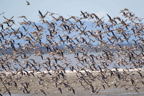 2019-02-26-bar-tailed-godwit-000791D5CE2C-41E7-3D3F-EA2C-558077D0C554.jpg