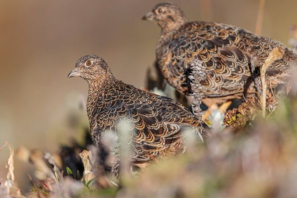 2016-11-24-rufous-bellied-seedsnipe-0428F7DE596F-6CCA-DDCC-58BE-543DB624A70A.jpg
