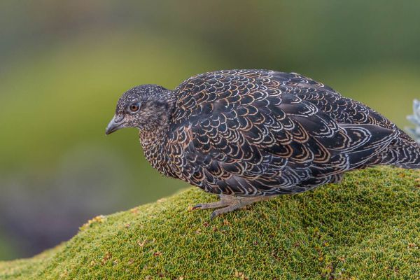 2016-11-24-rufous-bellied-seedsnipe-07336ECD8F85-C34B-8537-F53D-AB4AACA17E47.jpg