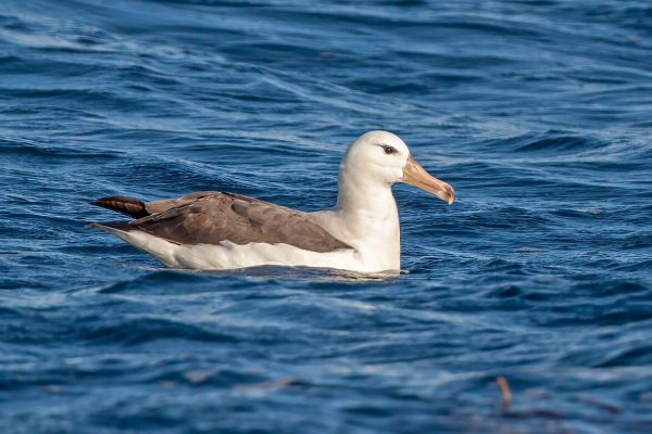 2011-03-25-black-browed-albatross-008A0F38367-EBD4-C0D8-A2BF-EC4C37B42BC0.jpg