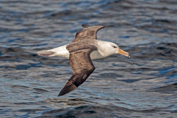 2011-03-25-black-browed-albatross-037F6753094-1FDB-F825-35D2-8B551DC55506.jpg