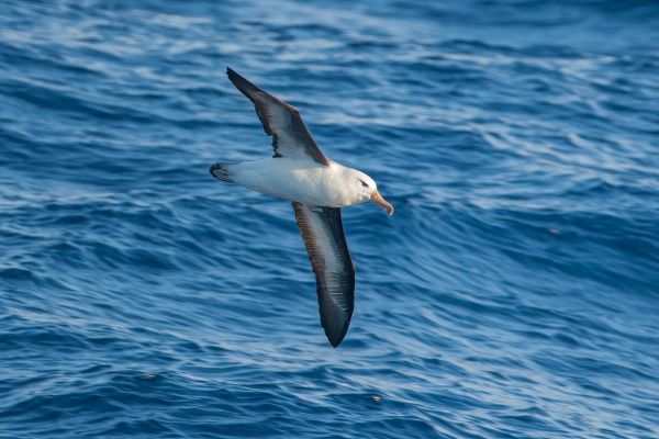 2011-03-27-black-browed-albatross-046F2332A10-0CB0-3E09-F510-965BA4DED16C.jpg