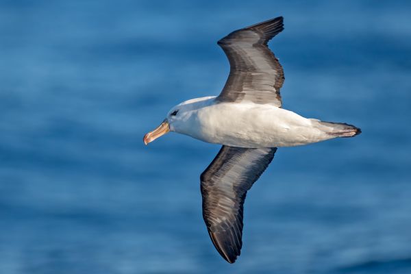 2011-03-27-black-browed-albatross-078373800E7-F7EF-1DEC-BA84-E10C13FD22FC.jpg