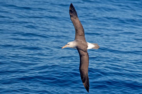 2011-03-27-black-browed-albatross-111FF5AAC9A-3DF7-AC29-9193-F4C57C2BAE53.jpg