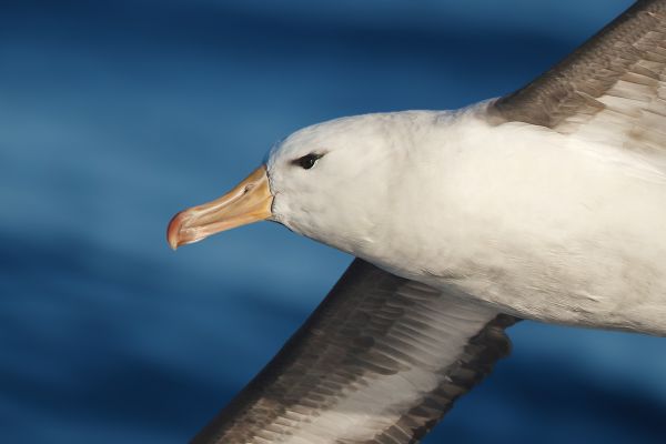 2011-03-27-black-browed-albatross-136-bewerkt40876DCA-F0F3-4487-B55D-313CC49A1BF9.jpg