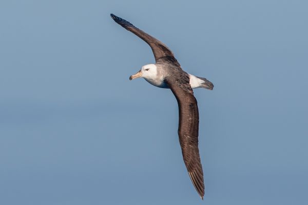 2011-03-27-black-browed-albatross-286B298416C-8E9E-7AB8-5A64-A60CA1183F6B.jpg