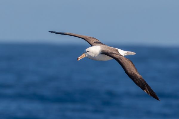 2011-03-27-black-browed-albatross-3513A22587D-808E-60CB-9220-4A6B7E832E66.jpg