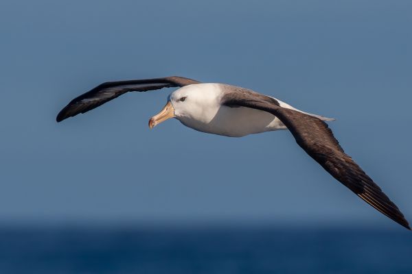 2011-03-27-black-browed-albatross-36218D6DBF7-FAA9-950E-5F86-5C81FBB126A8.jpg