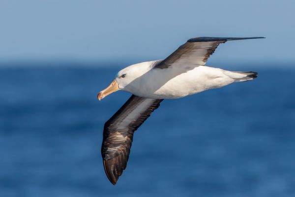 2011-03-27-black-browed-albatross-370AB5496E6-935D-42CE-A1BE-DDEA3A5E0066.jpg