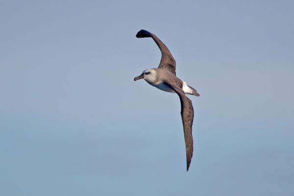 2011-03-27-grey-headed-albatross-001A4687525-3A0F-6D08-935C-C88A2EA5EA27.jpg