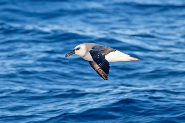 2011-03-27-grey-headed-albatross-010BA681EFB-6BEE-C26B-19DF-D5C76C1956C7.jpg