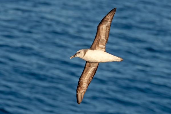 2011-03-27-grey-headed-albatross-026DEFA27D4-DB47-F27C-8A9E-D219E9B10CBF.jpg