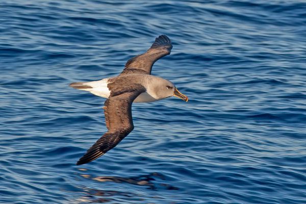 2011-03-27-grey-headed-albatross-05177F10DA3-17E3-0773-EA46-09D143F5E00F.jpg