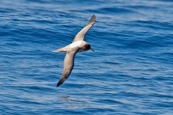 2011-03-27-light-mantled-albatross-027D142D86F-33C9-FF69-294C-CE970B2B0975.jpg