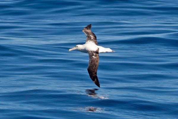 2011-03-27-northern-royal-albatross-0001-3C2246DB1-8E8E-7FB0-83AB-BC81F7484E5A.jpg
