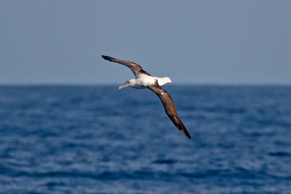 2011-03-27-northern-royal-albatross-0003C7C3560D-2178-C3CE-E703-4CEE115E38BD.jpg