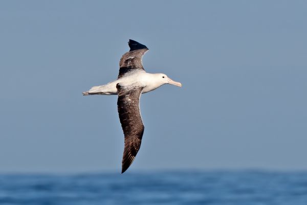 2011-03-27-northern-royal-albatross-0005-2CD23F907-F264-5664-A8A9-3BF61B9D1CA4.jpg