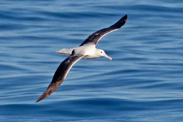 2011-03-27-northern-royal-albatross-0009-2DC5D7CE4-AA52-12BB-3181-88705A508D0E.jpg