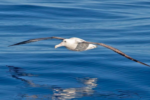 2011-03-27-northern-royal-albatross-0024-2E52DA7F1-EBEE-AD5D-A5A6-54A846838EEF.jpg