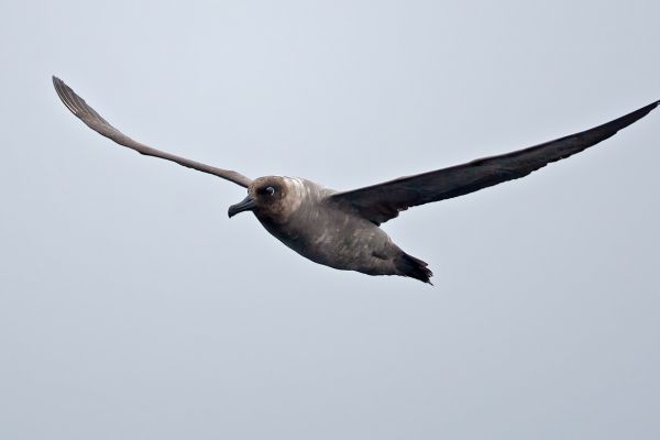 2011-04-01-light-mantled-albatross-002-1A8D7D8DF-4A65-A9F7-1D84-5FB9FA84E611.jpg
