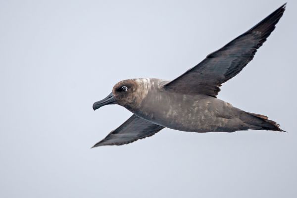 2011-04-01-light-mantled-albatross-014-17FCBF8F2-24CE-4F05-3A08-C2D77B9BBB69.jpg