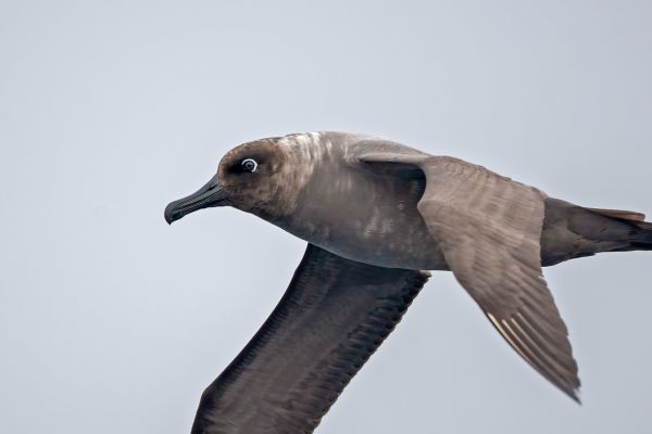 2011-04-01-light-mantled-albatross-015-17BEC956A-C5DF-0301-146F-B319D8BA8CE3.jpg