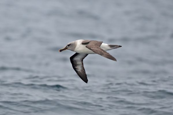 2011-04-02-grey-headed-albatross-0212ECAD49F-1E8D-426C-B116-172B250E9015.jpg